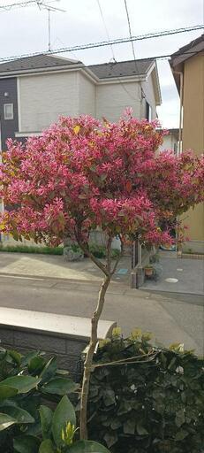 【お話し中】トキワマンサク 大型2M  庭木 植木 草花 観葉植物