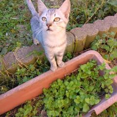 我が家にこ猫が4匹生まれました。飼い主が病気になり里親探していま...