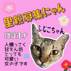 1歳　ふらつき座り込んでいたふじこちゃん、人が大好きで甘えん坊で...