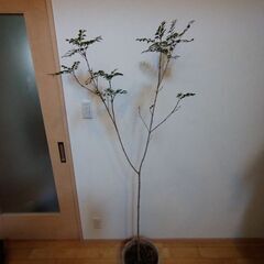 観葉植物　シマトネリコ　高さ約160cm