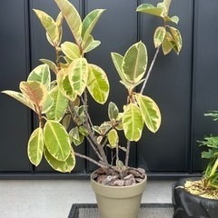 観葉植物　フィカス　ティネケ　ゴムノキ　ゴムの木　斑入り