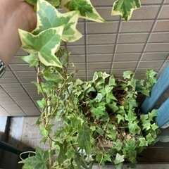 ※終了　観葉植物　アイビー　つる植物　インテリア