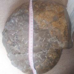 アンモナイト 特価 最大直径30cm超