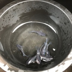 ✨ミッドナイトフリル　メダカ　成魚　1匹300円