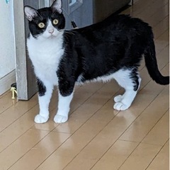 扇島のラッキーな猫達