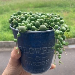 【お取引中】多肉植物　グリーンネックレス　