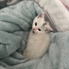 白猫オス生後1ヶ月程 - 猫