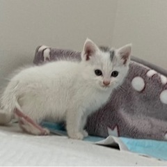 白猫オス生後1ヶ月程