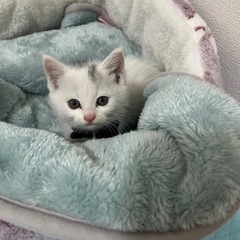 白猫オス生後1ヶ月程 - 東広島市