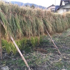 【農業体験】自然米の稲刈♪ − 広島県
