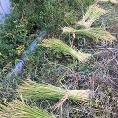 【農業体験】自然米の稲刈♪ - その他