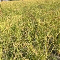 【農業体験】自然米の稲刈♪