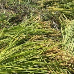 【農業体験】自然米の稲刈♪ - 広島市
