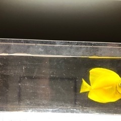 沖縄県産 キイロハギ 4.5cm