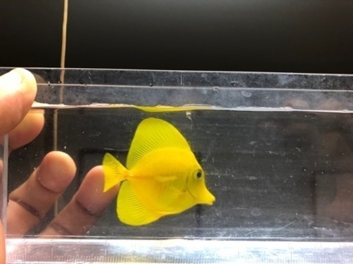 沖縄県産 キイロハギ  4.5cm