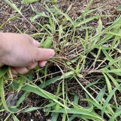 岡山の草むしり代行-岡山県市町村の草むしり代行サービス、は…