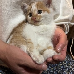 （素敵な家族が決まりました！）仔猫　茶白　１カ月半　