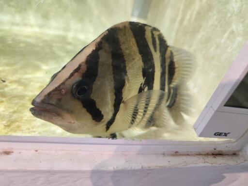 熱帯魚