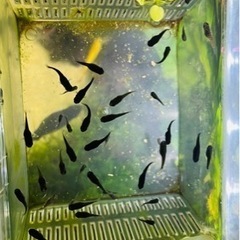 【終了】ブラックモーリーの稚魚・幼魚　10匹