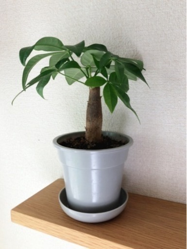 観葉植物　パキラ(23)　23cm　グレーカラーの3.5号の鉢と受け皿付き