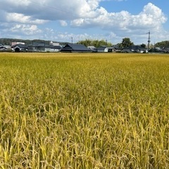 新米　30キロ　玄米　小野産