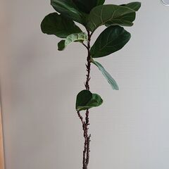 観葉植物/カシワバゴム：バンビーノ　陶器鉢