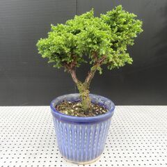 八房杉販売5品