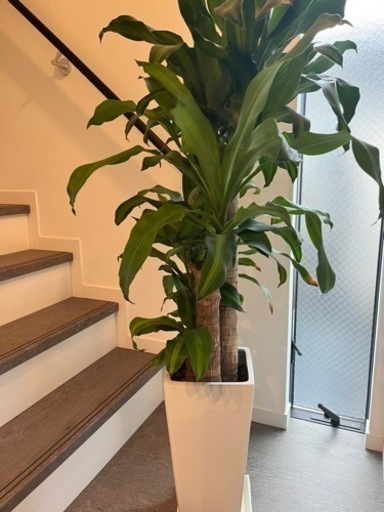 観葉植物 幸福の木 ドラセナ 145cm