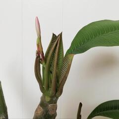 【💖Thankyou💖】ツボミ付きプルメリア🌿薄ピンク観葉植物