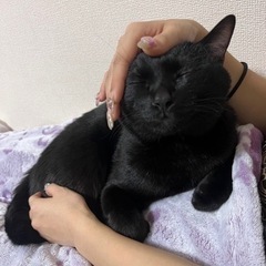 猫ちゃんの里親探してます