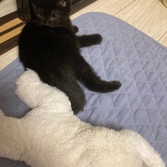 子猫　黒猫　幸せの鍵しっぽちゃん🌷🐈‍⬛ − 大阪府