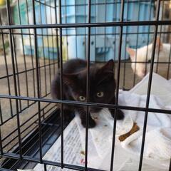 黒猫　性別不明　一匹　臆病な子猫です。　元気 - 唐津市