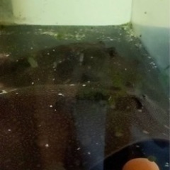 淡水エイ、熱帯魚、ダイダイダイチャ、ダイヤモンドポルカ