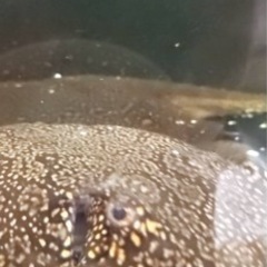 淡水エイ、熱帯魚、ダイダイダイチャ、ダイヤモンドポルカ