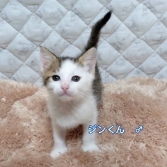 可愛い子猫ちゃん