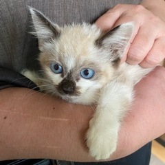 子猫ちゃん男の子里親さん募集中‼️里親さん決まりました‼️ありが...