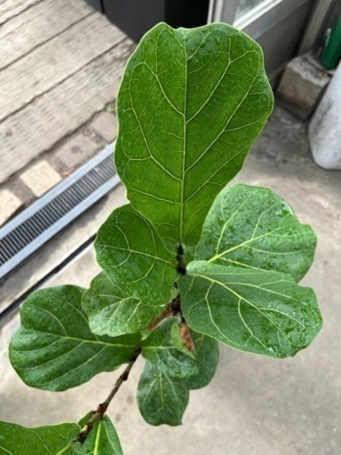 カシワバゴム陶器鉢植え
