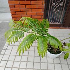 【値下げ】観葉植物　リュウビンタイ