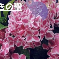 【ネット決済・配送可】植物　人気アジサイ　フラウシリーズ　２年生...