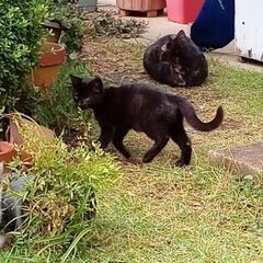 3兄弟の中のクロちゃんです。飼い主不在確認済です - 猫