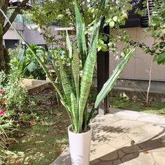 サンスベリア　ゼラニカ　白スリム陶器　鉢植え　１１０cm