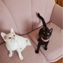 福君白猫　正式譲渡となりました😊　空ちゃん黒猫　女の子　募集中❣️❣️