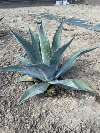 アガべ　アメリカーナ　地植え