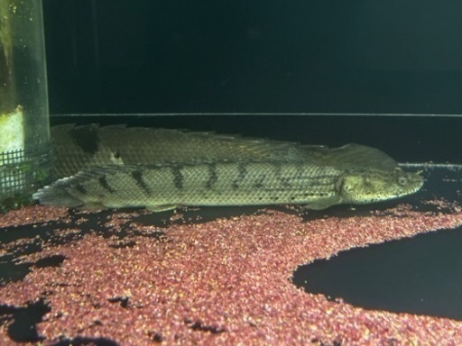 2匹set ポリプテルスコンギクス 35cm±