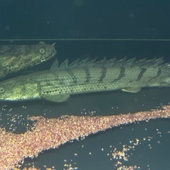 2匹set ポリプテルスコンギクス 35cm±