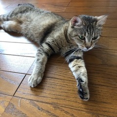 飼い猫キジトラ