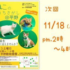 11/18(土)  ねこのおうちさがし＠平野