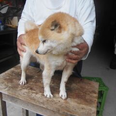 豆柴犬  小寿々姫は、里親さま決まりました。有難うございました。 - 日置市