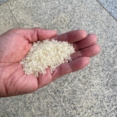 値下げ　令和4年産　きぬむすめ　5キロ　精米品