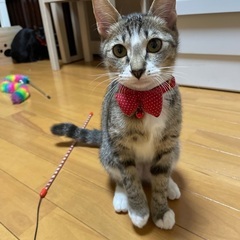 二日市北のほご猫ちゃん